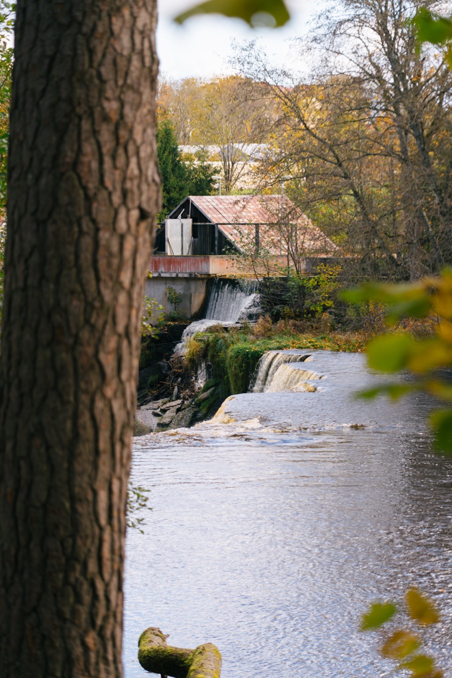 Tallinn and Keila-Joa in autumn colors. October 2025.