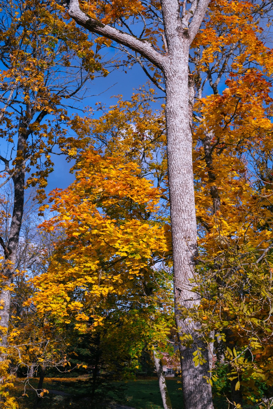 Tallinn and Keila-Joa in autumn colors. October 2025.