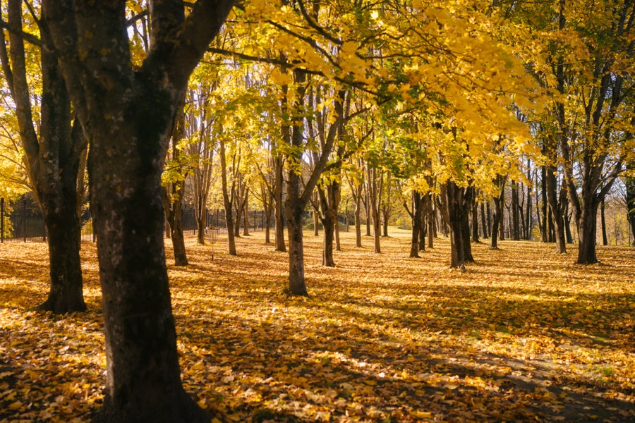Tallinn and Keila-Joa in autumn colors. October 2025.