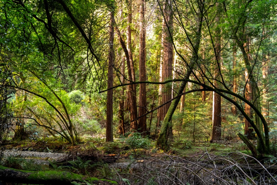 SF, Berkeley, Muir Woods & Overlook. January 2026.